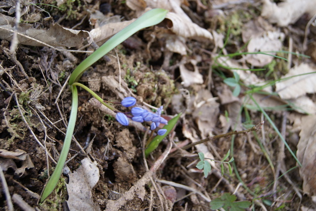 Scilla bifolia