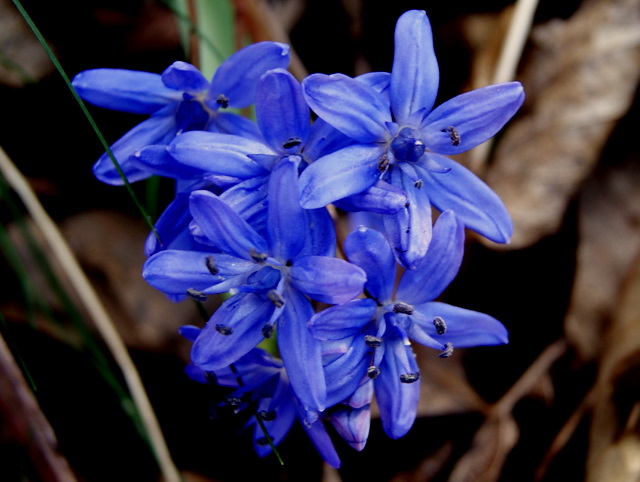 Scilla bifolia