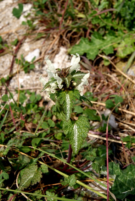 Lamium bifidum / Falsa Ortica bifida