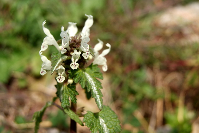 Lamium bifidum / Falsa Ortica bifida