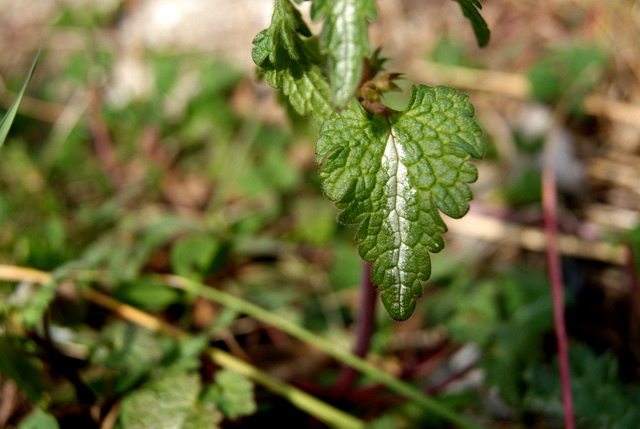 Lamium bifidum / Falsa Ortica bifida