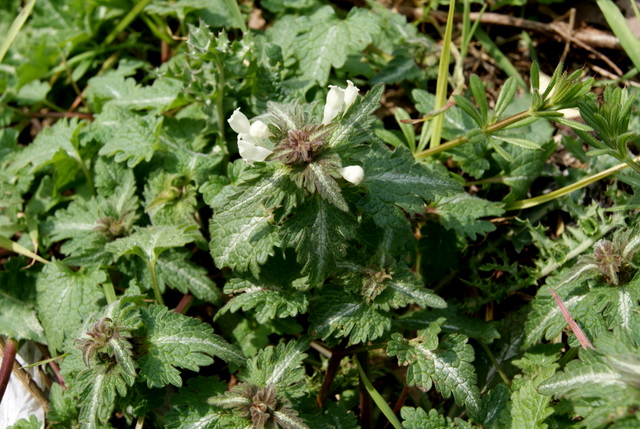 Lamium bifidum / Falsa Ortica bifida