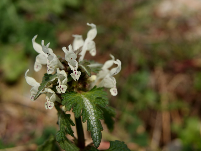 Lamium bifidum / Falsa Ortica bifida
