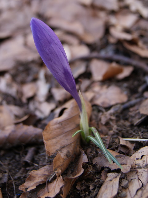 Crocus vernus subsp. vernus