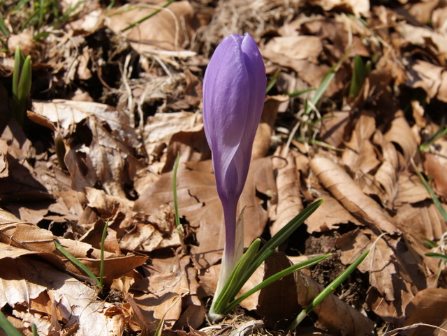 Crocus vernus subsp. vernus