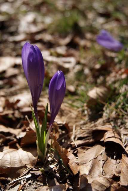Crocus vernus subsp. vernus