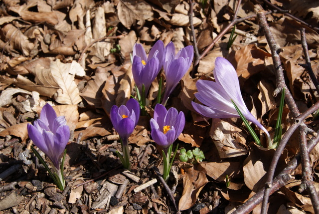 Crocus vernus subsp. vernus