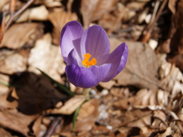 Crocus vernus subsp. vernus