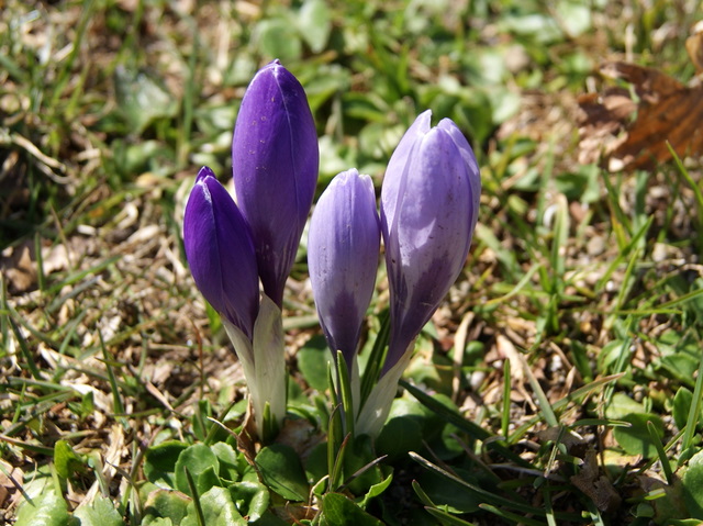 Crocus vernus subsp. vernus