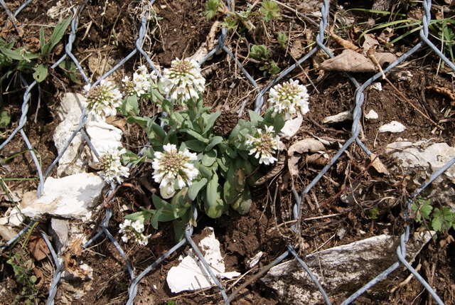 Noccaea praecox (=Thlaspi praecox) / Erba storna montanina