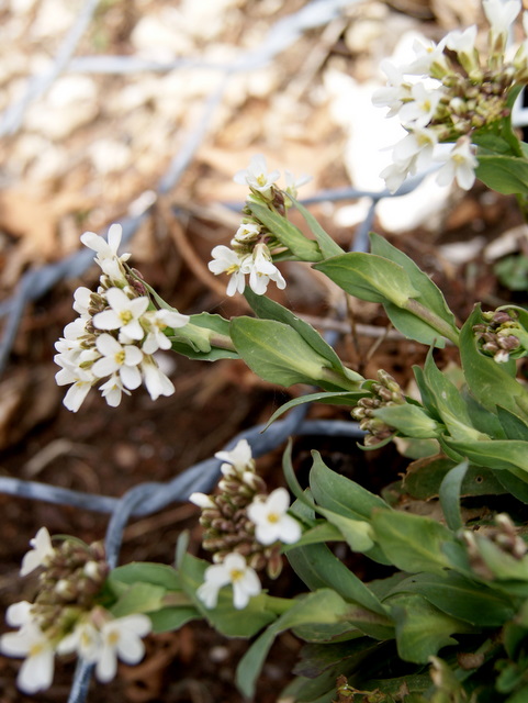 Noccaea praecox (=Thlaspi praecox) / Erba storna montanina