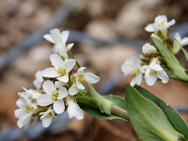 Noccaea praecox (=Thlaspi praecox) / Erba storna montanina