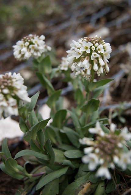 Noccaea praecox (=Thlaspi praecox) / Erba storna montanina