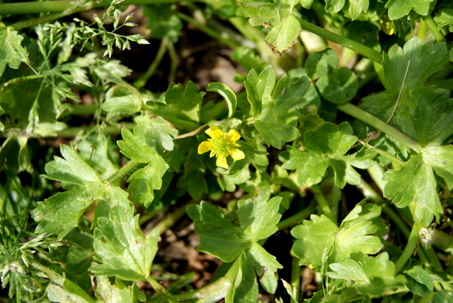 Ranunculus muricatus / Ranuncolo spinoso