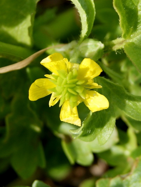 Ranunculus muricatus / Ranuncolo spinoso