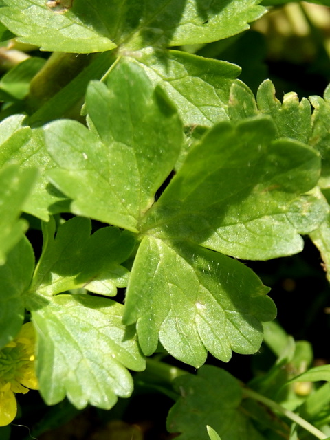 Ranunculus muricatus / Ranuncolo spinoso