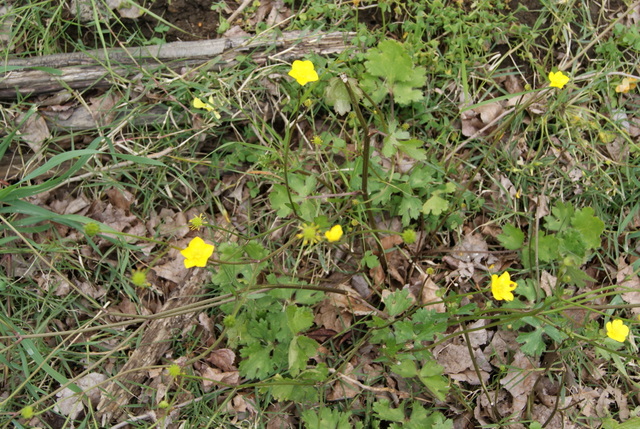 Ranunculus bulbosus?