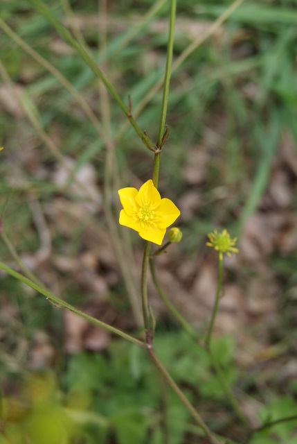 Ranunculus bulbosus?