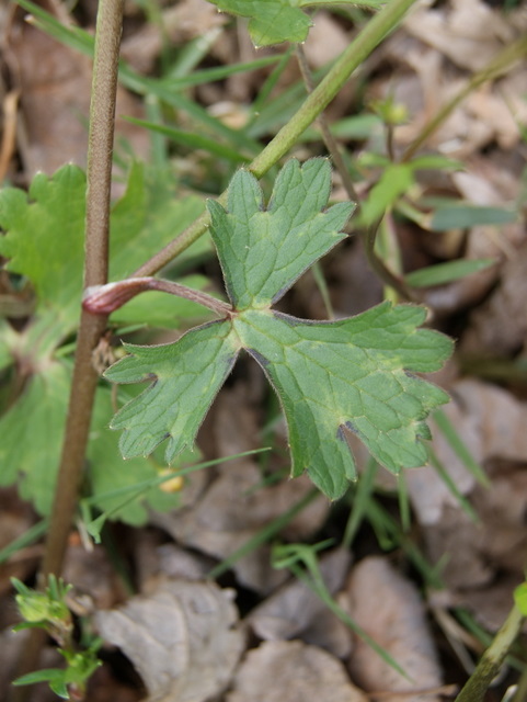 Ranunculus bulbosus?
