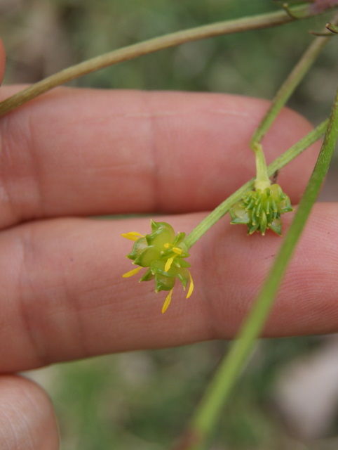 Ranunculus bulbosus?