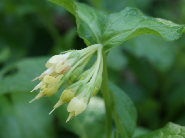 Symphytum bulbosum / Consolida minore