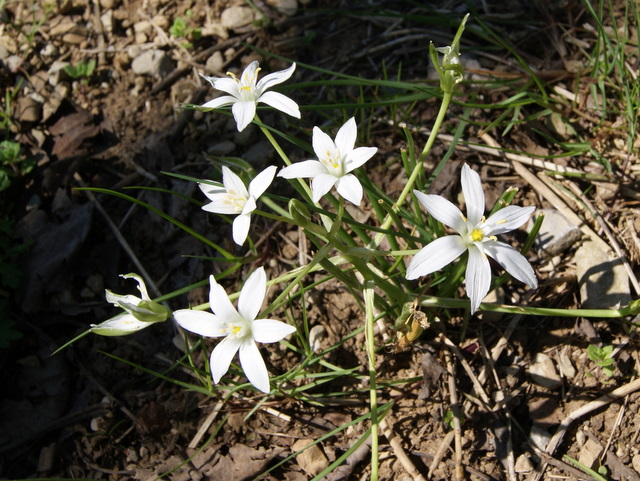 ornithogalum