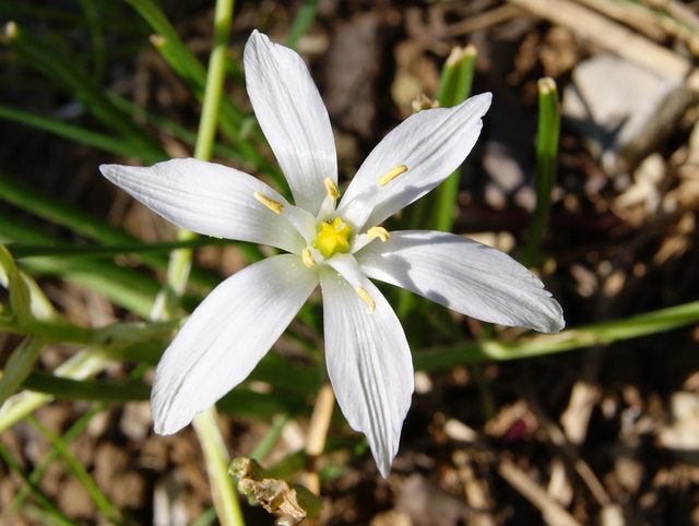 ornithogalum