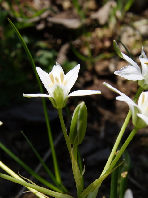 ornithogalum