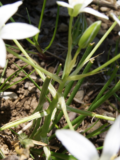 ornithogalum