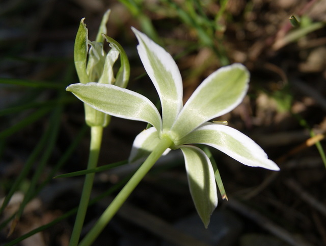 ornithogalum