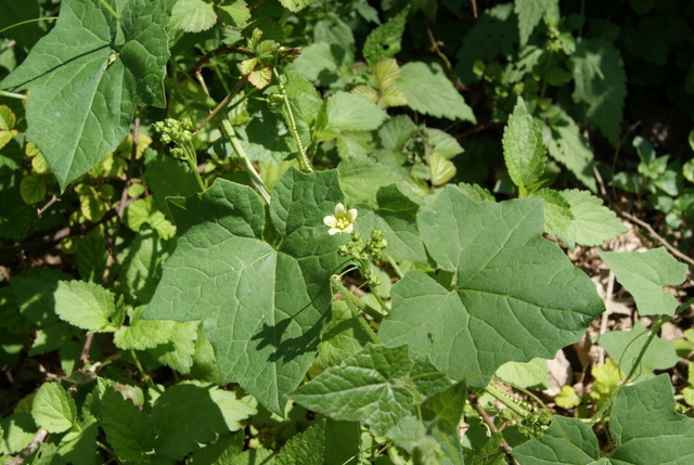 Bryonia dioica / Brionia comune
