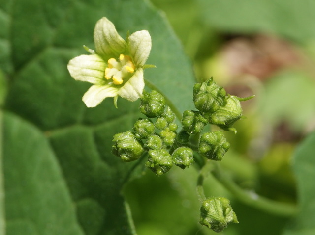 Bryonia dioica / Brionia comune