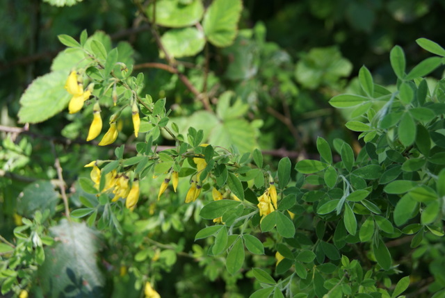 Cytisus villosus / Citiso trifloro