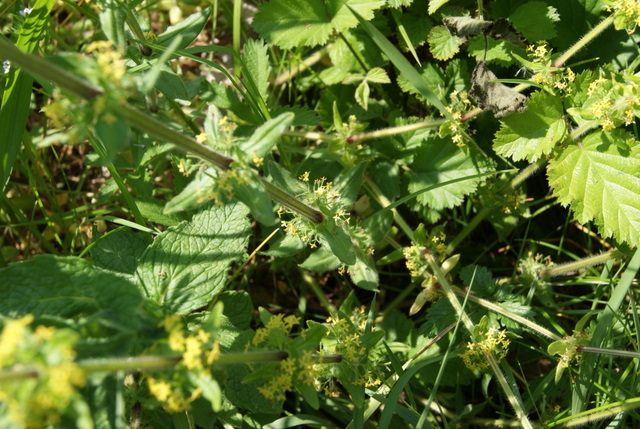 Cruciata laevipes