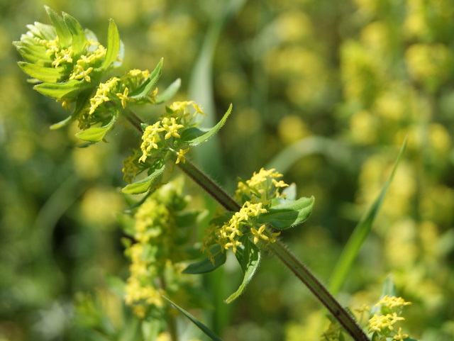Cruciata laevipes