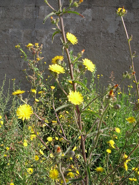 Picris hieracioides