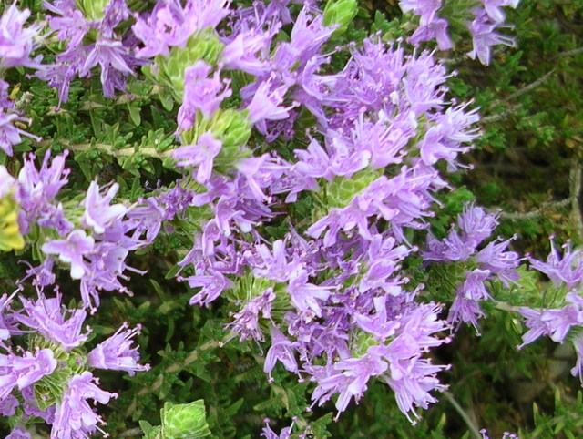 Thymus sp.
