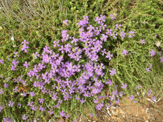 Thymus sp.