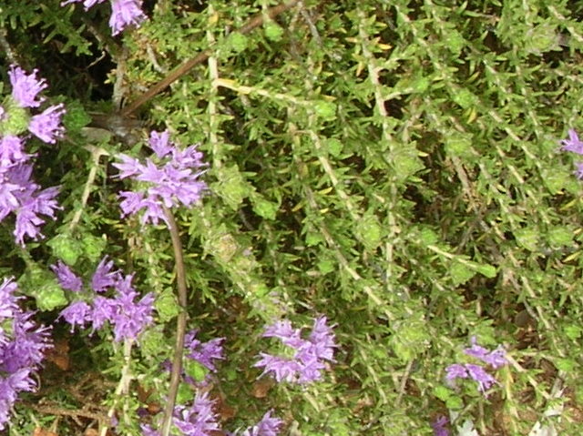 Thymus sp.