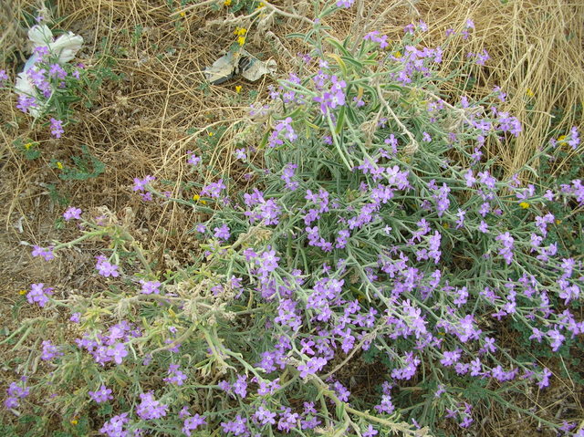 Matthiola sinuata