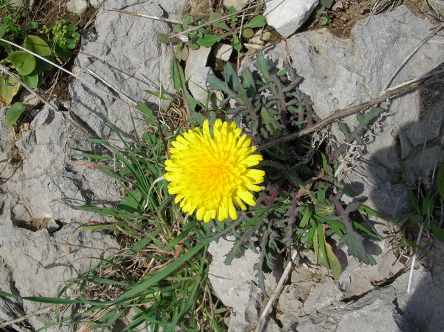 Quale composita? -  Reichardia picroides