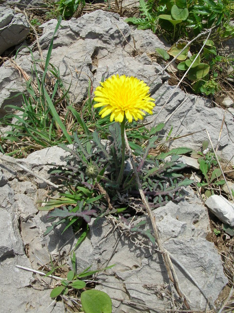 Quale composita? -  Reichardia picroides