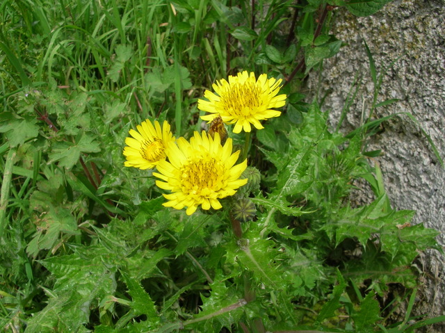 Composita gialla foglie spinose - Sonchus asper