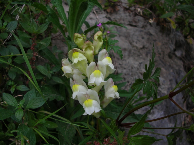 Antirrhinum majus /  Bocca di leone