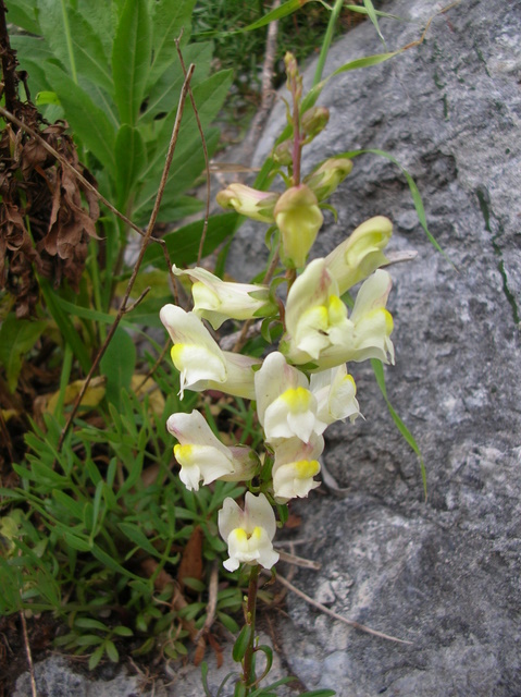 Antirrhinum majus /  Bocca di leone