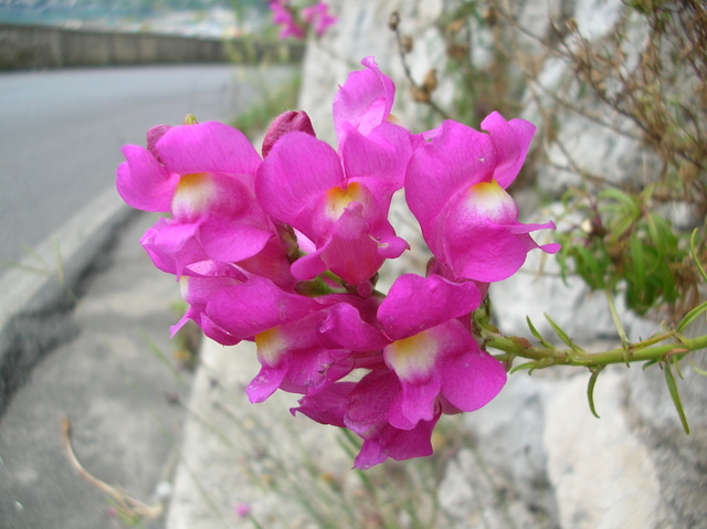 Antirrhinum majus /  Bocca di leone