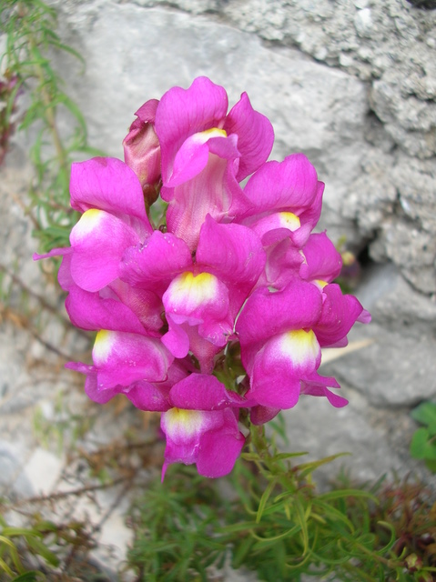 Antirrhinum majus /  Bocca di leone