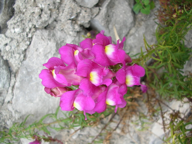 Antirrhinum majus /  Bocca di leone