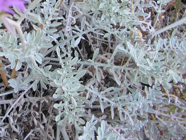 Centaurea cineraria / Fiordaliso delle scogliere