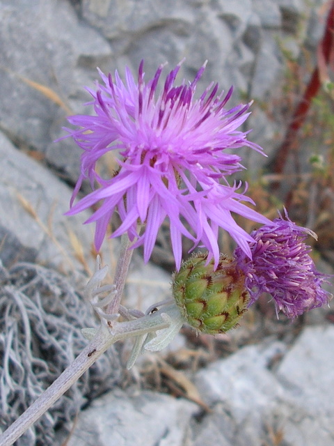 Centaurea cineraria / Fiordaliso delle scogliere